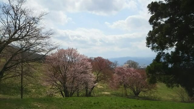 西蔵王 大山桜